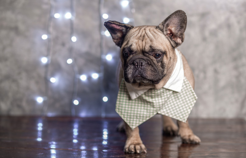 fawn french bulldog wearing shirt collar | dog crafts to make