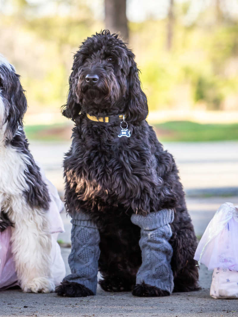 fluffy dogs dressed dancers ballerina | dog crafts to make