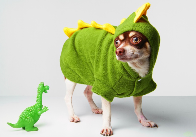 cute chihuahua on white background dressed | simplicity patterns