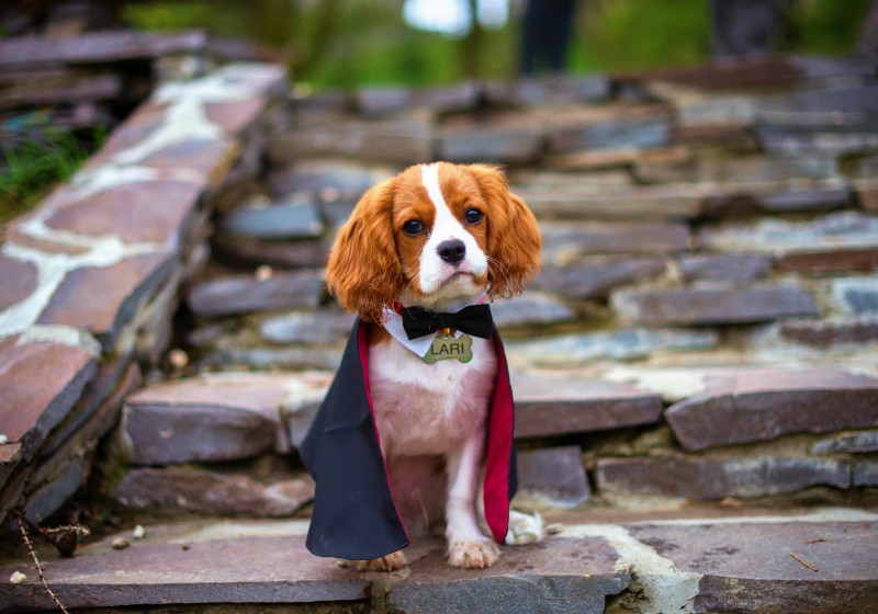 cute puppy dracula cavalier king charles | best costume patterns