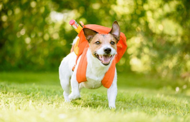 dog funny school boy going back school | dog crafts to make