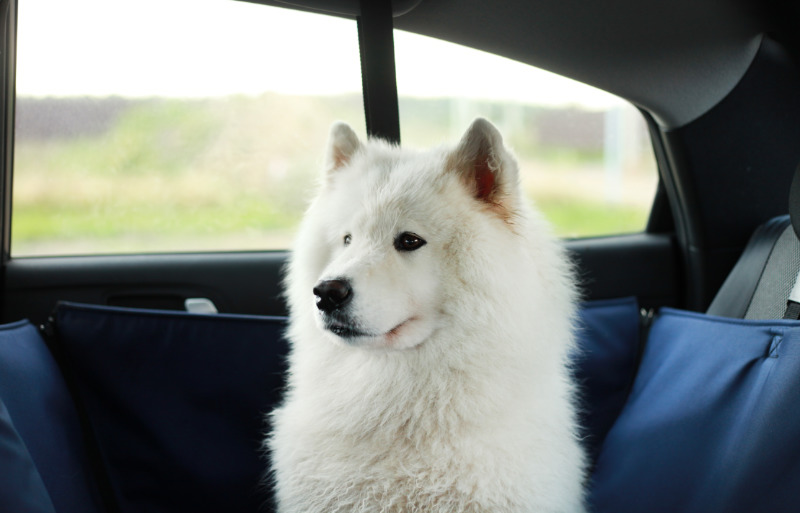 dog hammock car | dog crafts to make