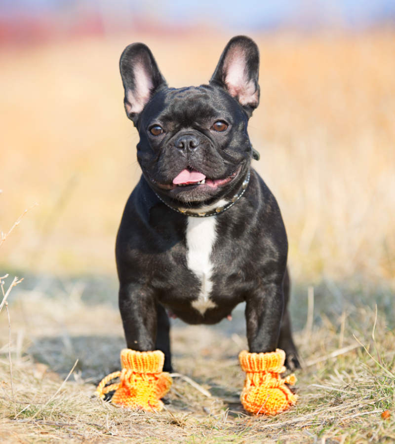 french bulldog baby booties | dog crafts to make