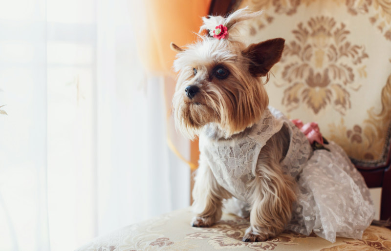 little fluffy dog sits on armchair | dog crafts to make