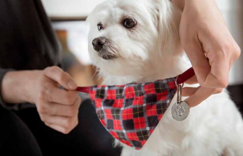 putting on dog collar scarf address pendant | dog crafts to make