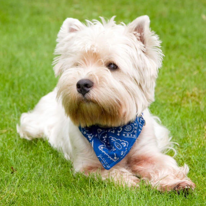 west highland white terrier on green | dog crafts to make